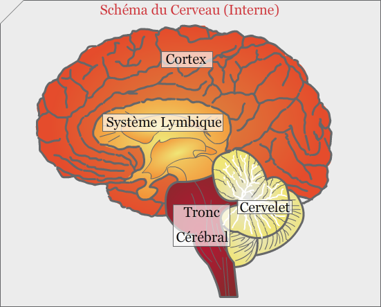 Anatomie grossiere du cerveau